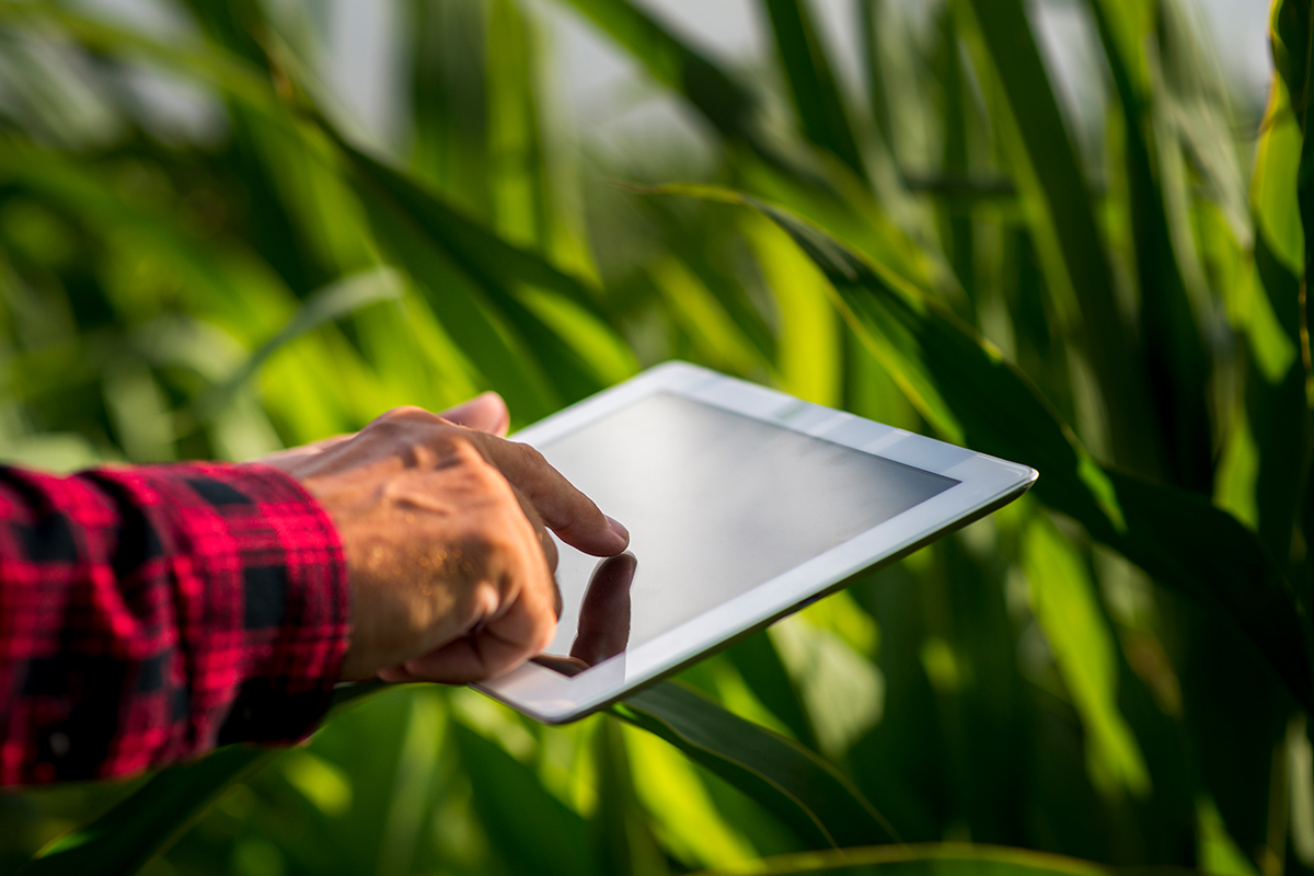 La importancia de evaluar la rentabilidad de la producción agrícola