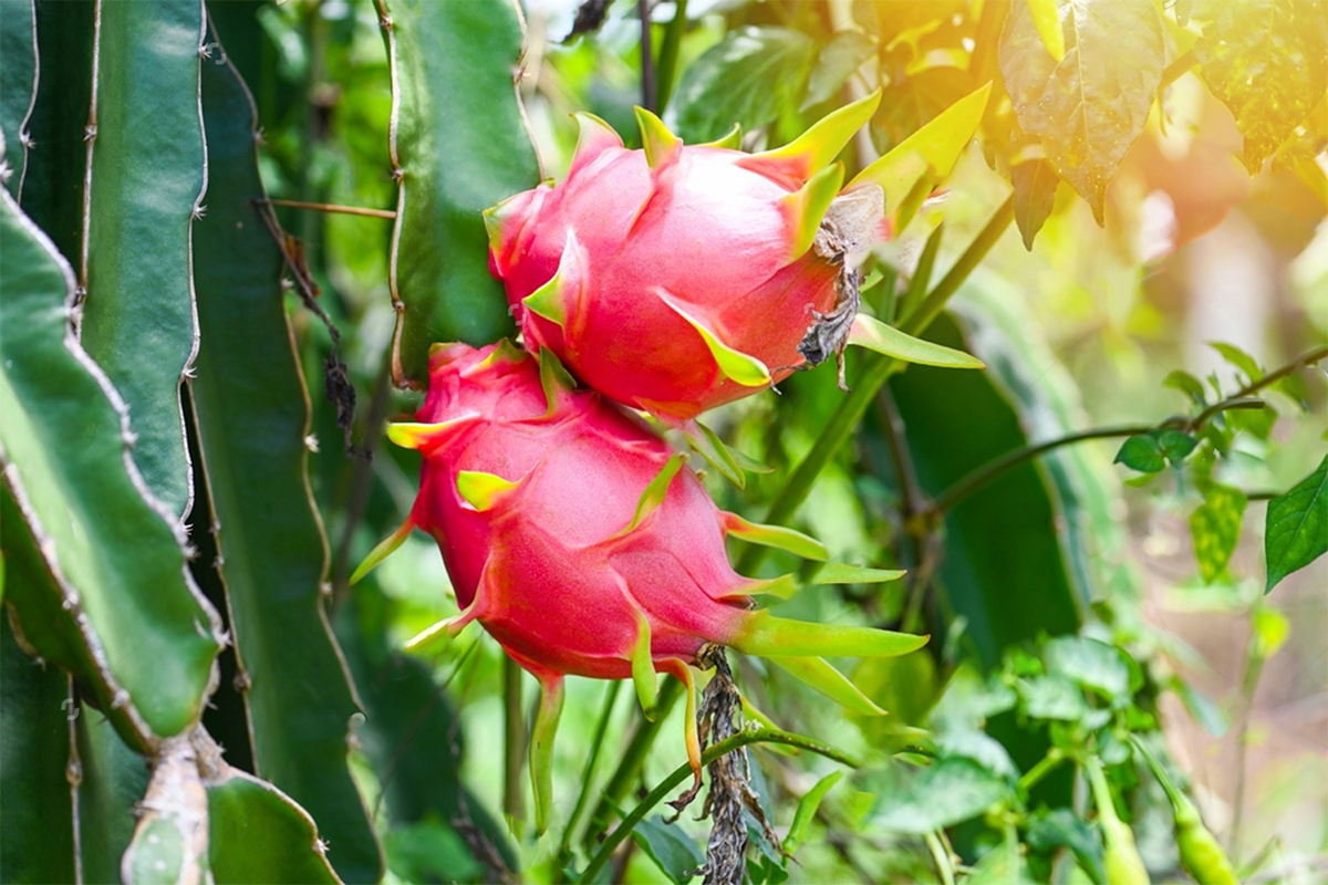 La Pitahaya American Beauty Como Aliada Del Desarrollo Sostenible