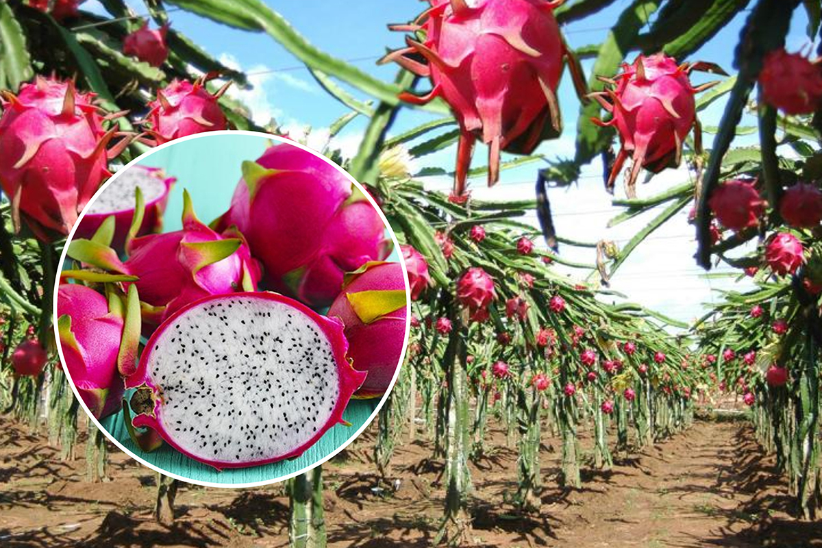 Lote de Pitahaya